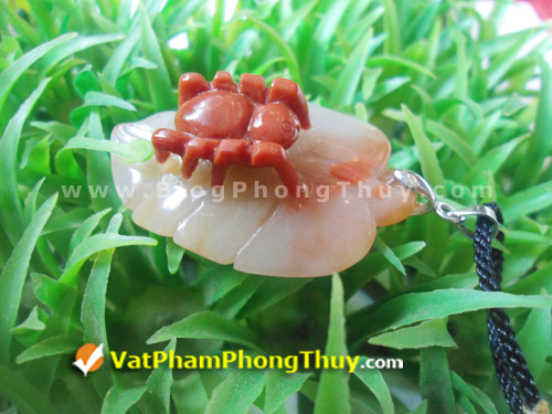nhen phong thuy 15 Nhện Phong Thủy   Loài linh vật mang đến may mắn trọn vẹn về đường tài lộc và đường tình duyên